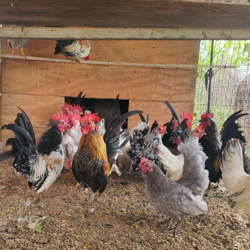 12 Clean Serama Hatching Eggs, Micro, A & B Types / Malay/Trad