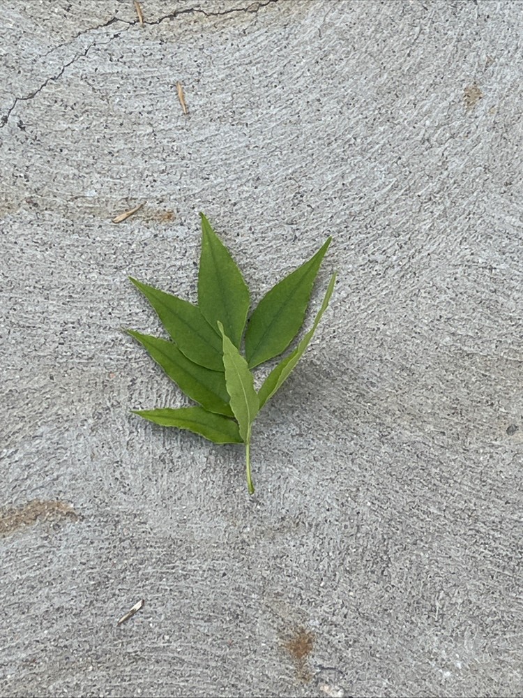 Leaf