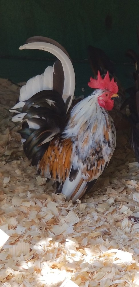 Serama Bantam Eggs. 1 Dozen + extras. Video NO RESERVE!!!