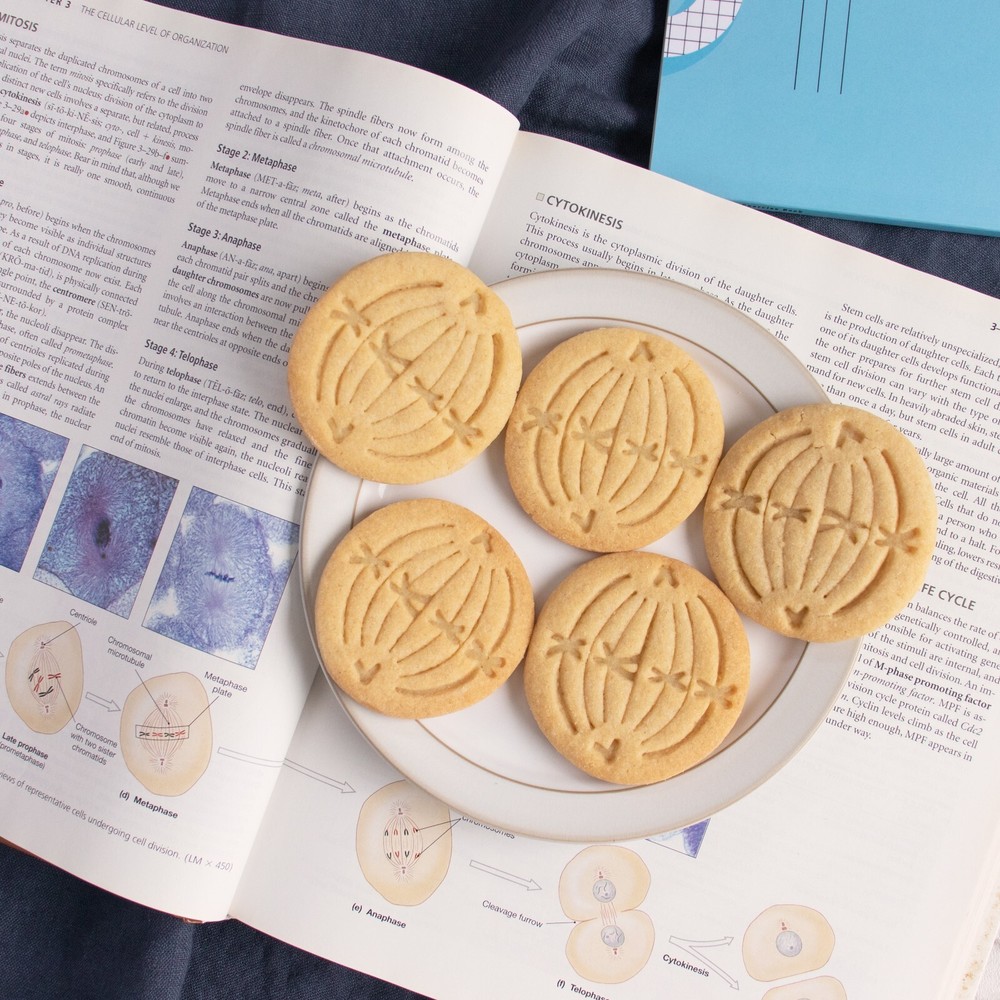 Metaphase Mitosis Cookie Cutter - mitotic microbiology laboratory science cell