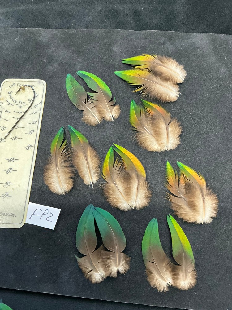 Fruit Pigeon feathers