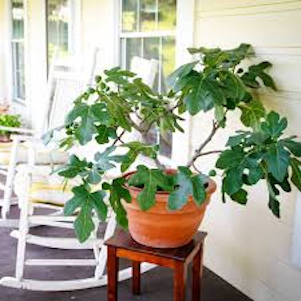 1 Fignomenal Dwarf Fig Tree Starter Plug Fruit Tree Bare Root