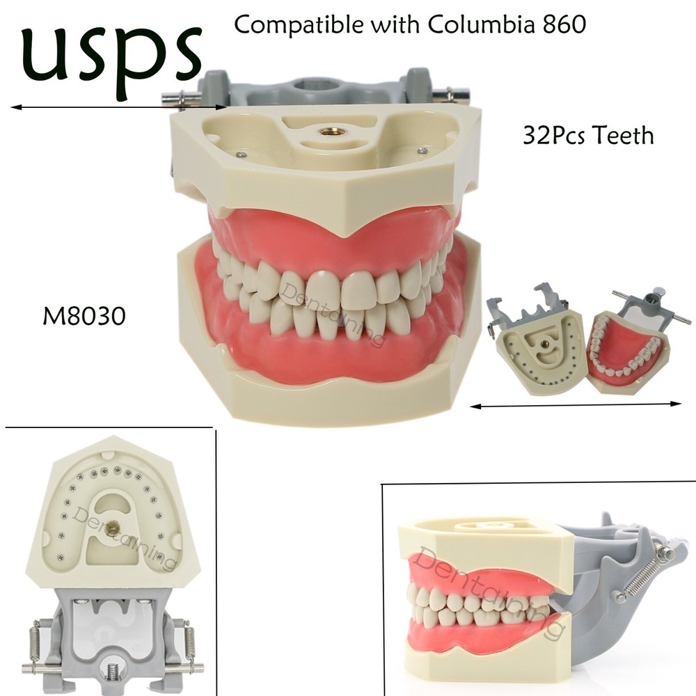 US Columbia Dentoform 860 Dental Study Model 32 Replace Teeth Mounting Pole