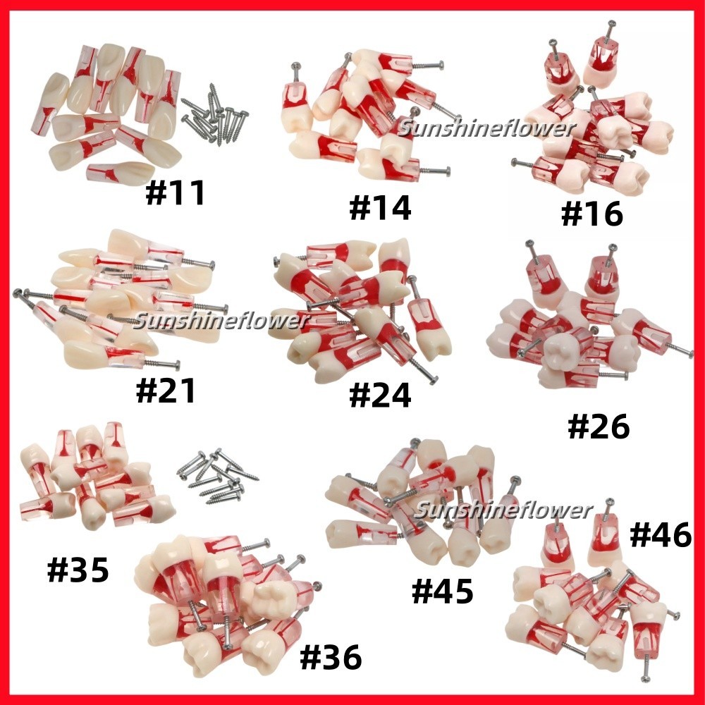 Dental Endodontic Root Canal RCT Practice Endo Teeth Model Pulp Study #8006