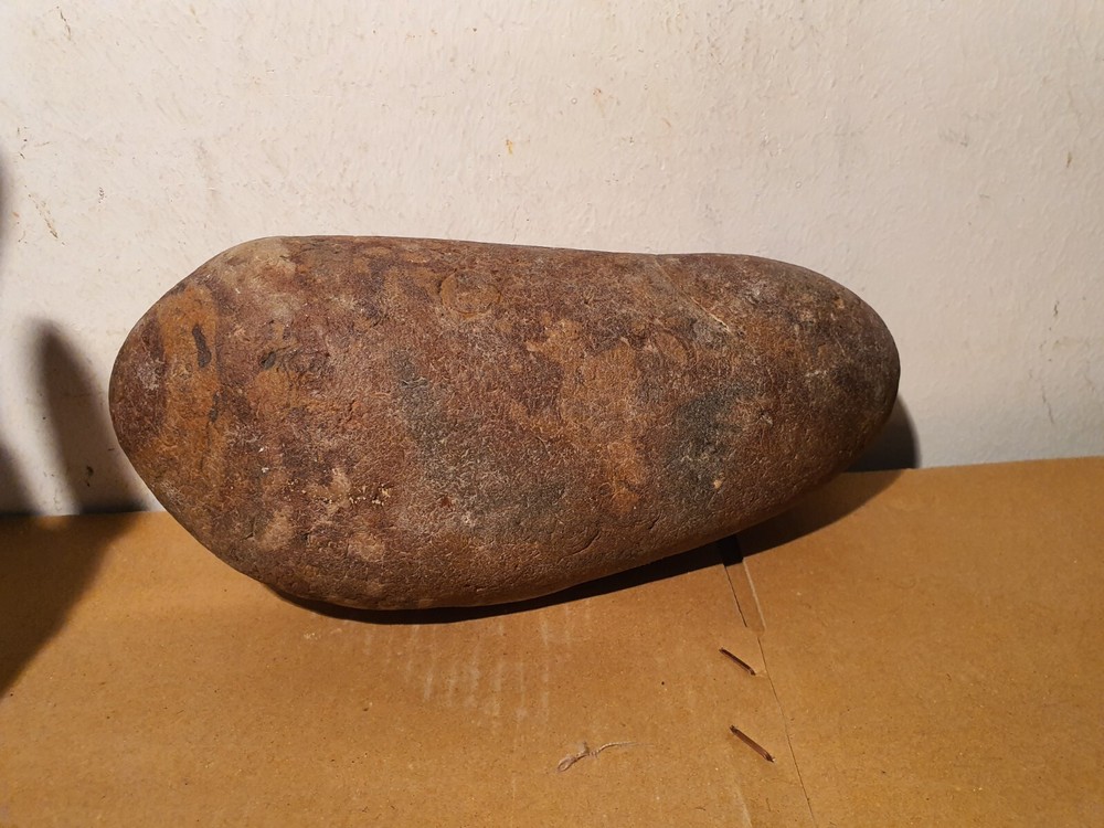 Fossil Macroolithus yaotunensis dinosaur egg fossil specimen