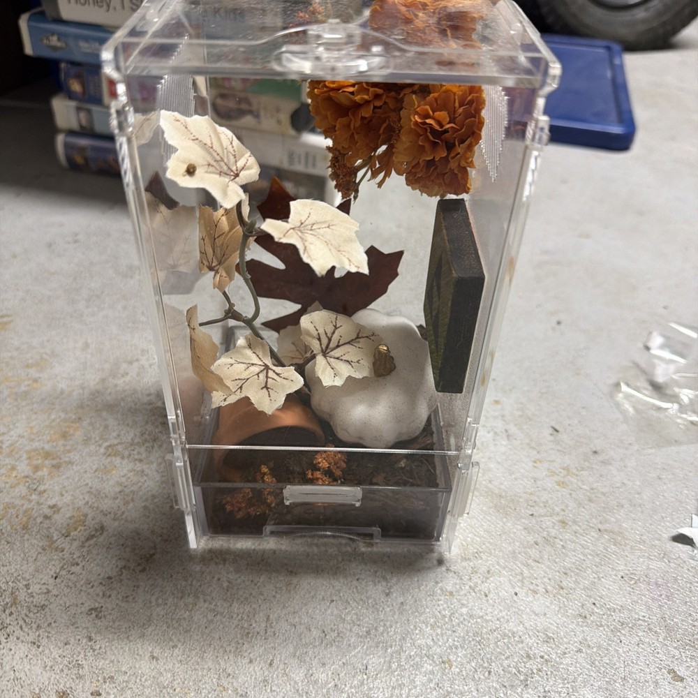 Fall Themed Jumping Spider Enclosure