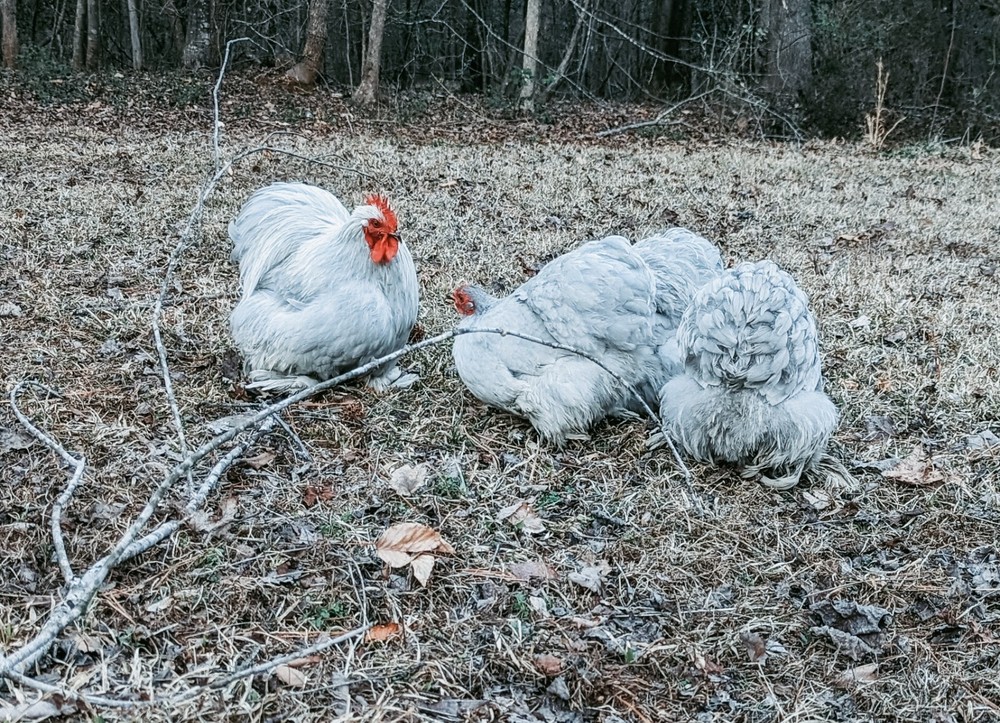 6+ Lavender (Self Blue) Bantam Cochin Hatching Eggs