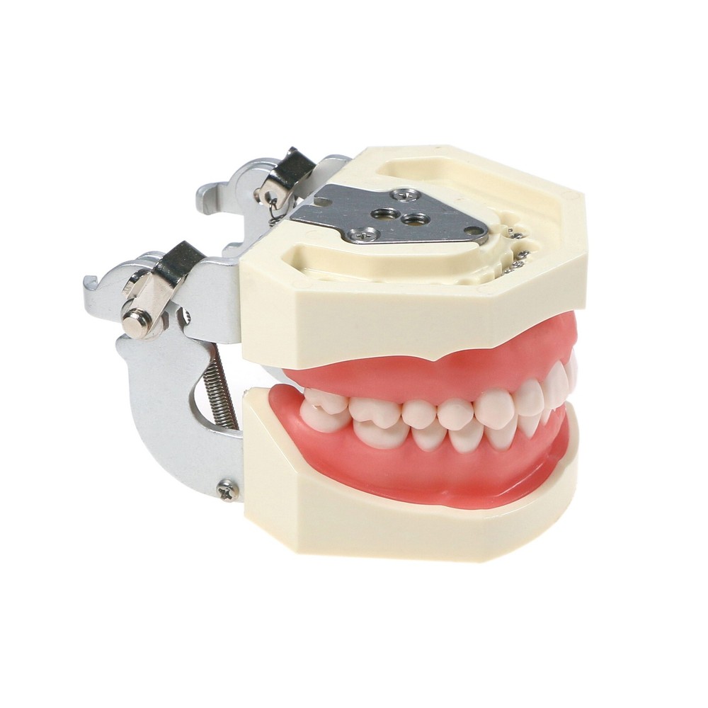 Dental Typodont Teeth Model Kilgore NISSIN 200 Type Removeable Teeth 28 Pcs