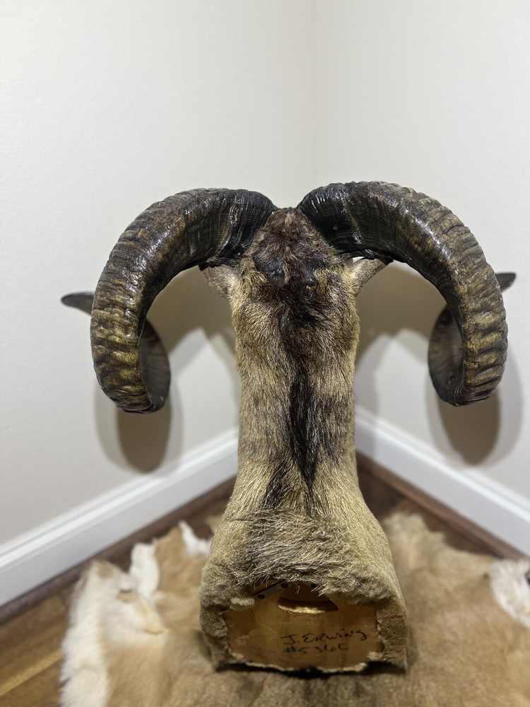 Ram Mount & leg Taxidermy