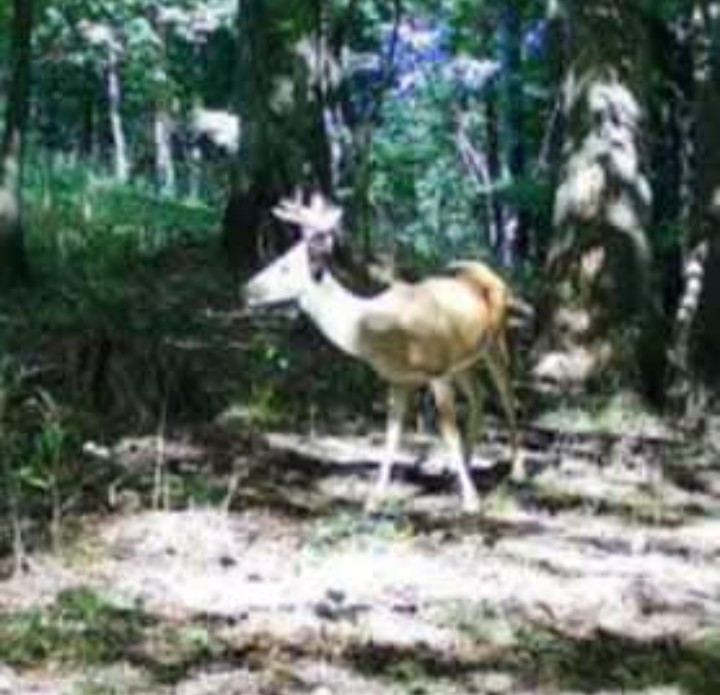 Tag-Out Deer Mineral