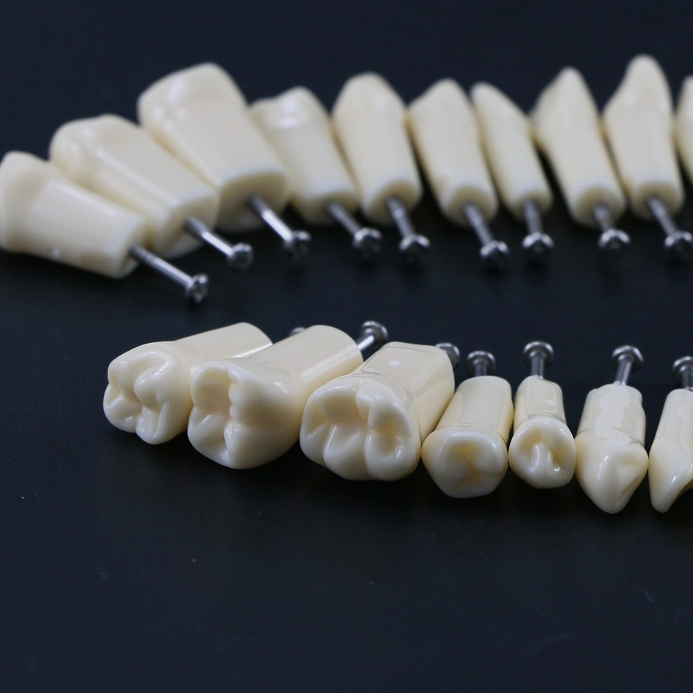 AG3 Type Dental Typodont Replacement 32PCS Screw-in Teeth Model Frasaco M8022