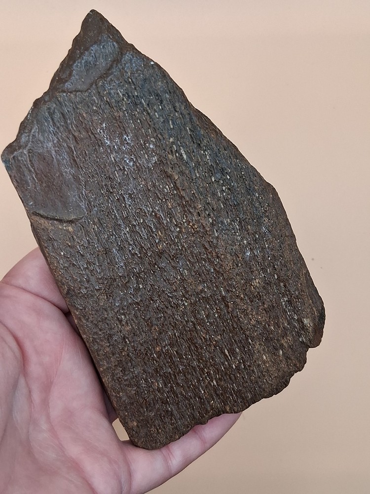 Petrified Wood