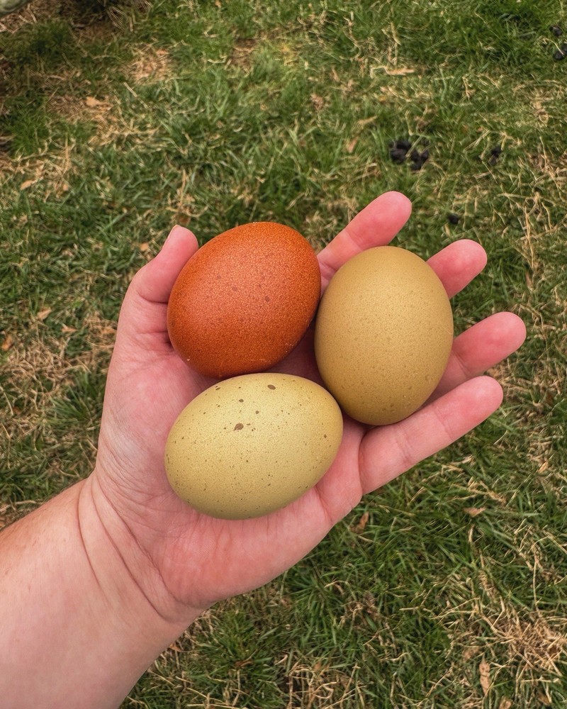 Rainbow Hatching Eggs 12+ Multi-gen Olive & Easter Egger + Black Copper Marans