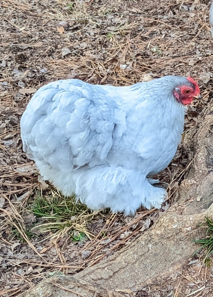 6+ Lavender (Self Blue) Bantam Cochin Hatching Eggs