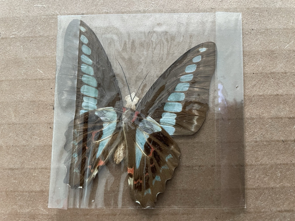 Vintage BUTTERFLY / MOTH Specimen REAL WINGS #3