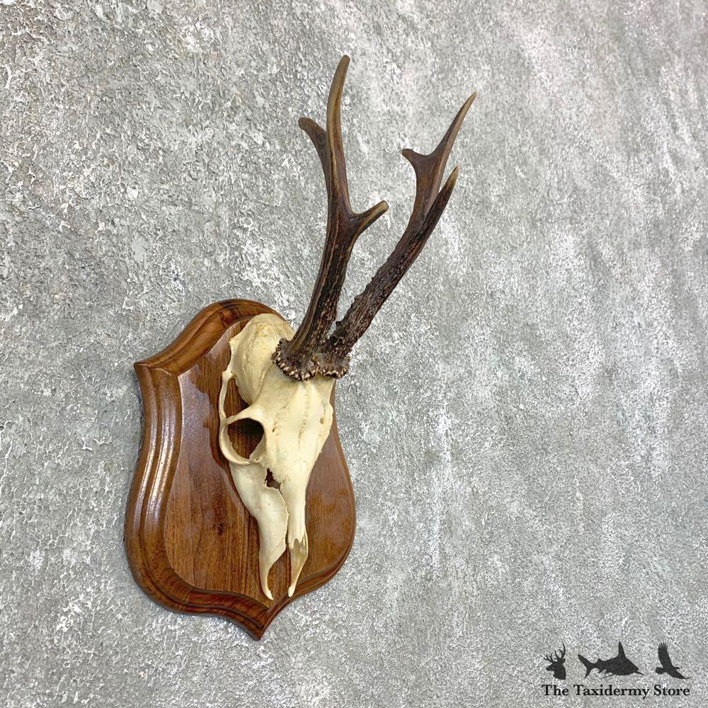 #23841 E+ | European Roe Deer Plaque Mount - Antlers