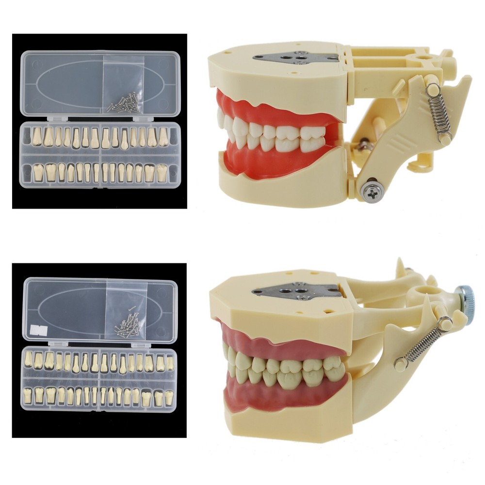 Frasaco AG3 ANA-4 Dental Typodont Model 28 32 Teeth Mounting Pole Restorative