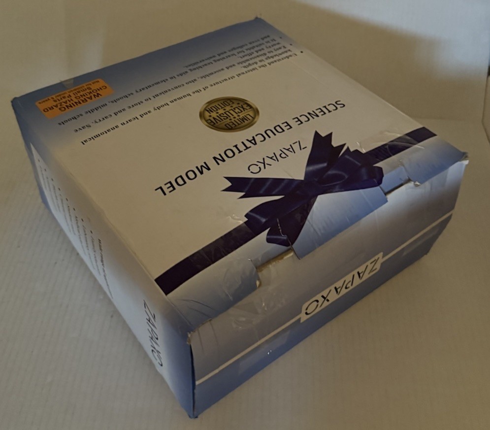 Human Anatomy Science Education Model Set