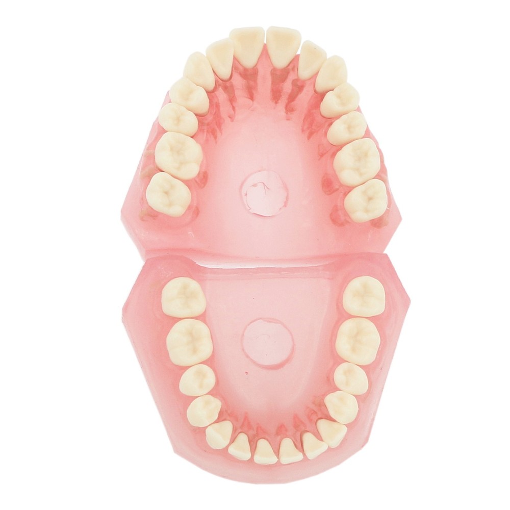 M7008 Standard Dental Study Teeth Model with Soft Gingiva 28 Removable Teeth