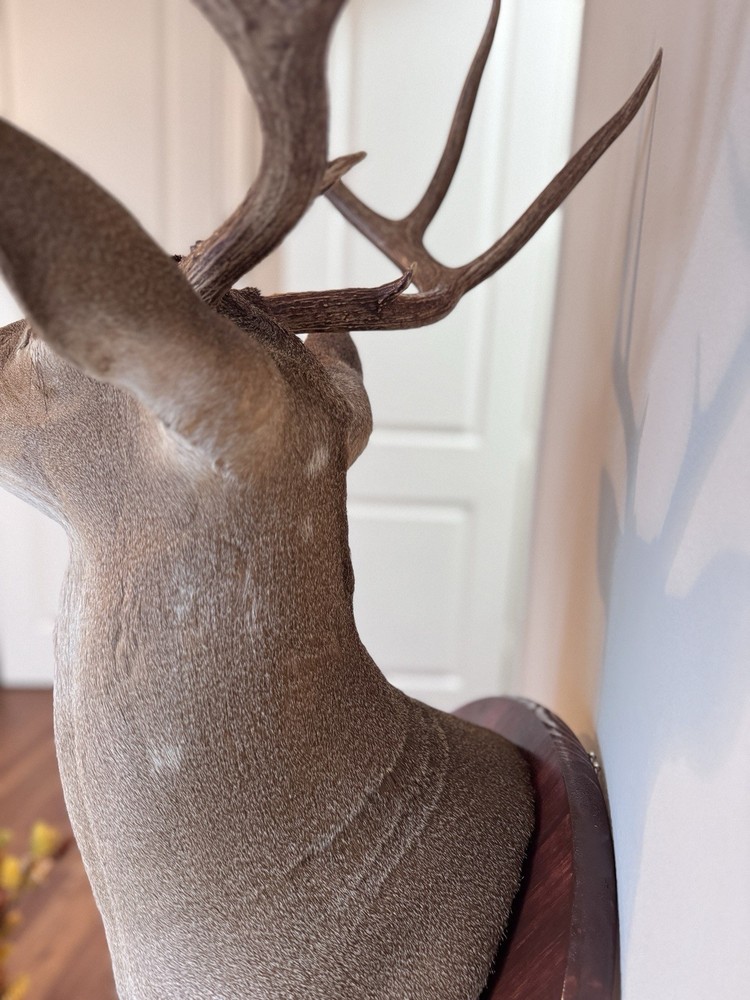 Deer Head Wall Mount With Wooden Base