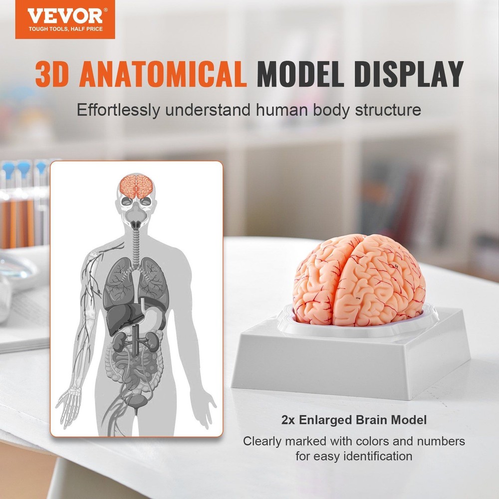 Anatomically Accurate 9-Section Human Brain Model, Life-Size & Labeled