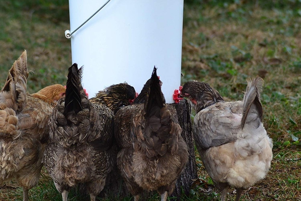 Poultry DIY Waterer Kit with Installation Tool and Discs for Chickens