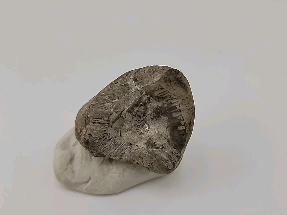 Egg Fossil Permineralized