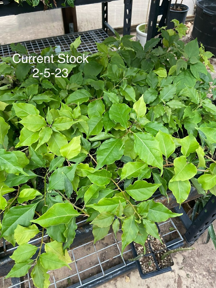 Bougainvillea - 'Flame'