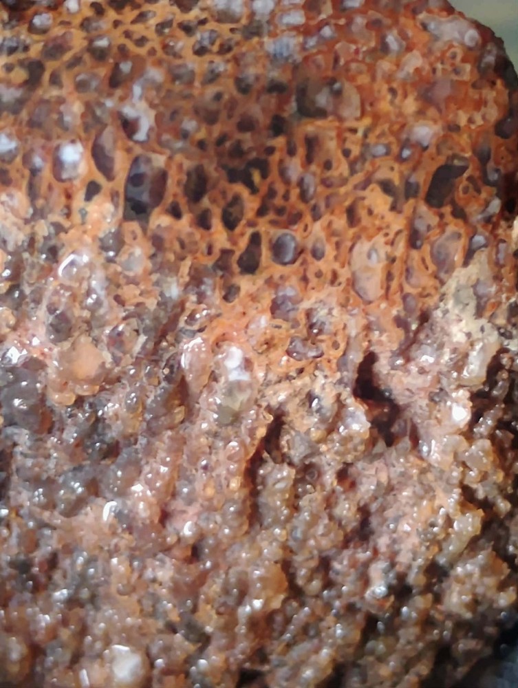 Small Beautiful Agitized Dino Bone