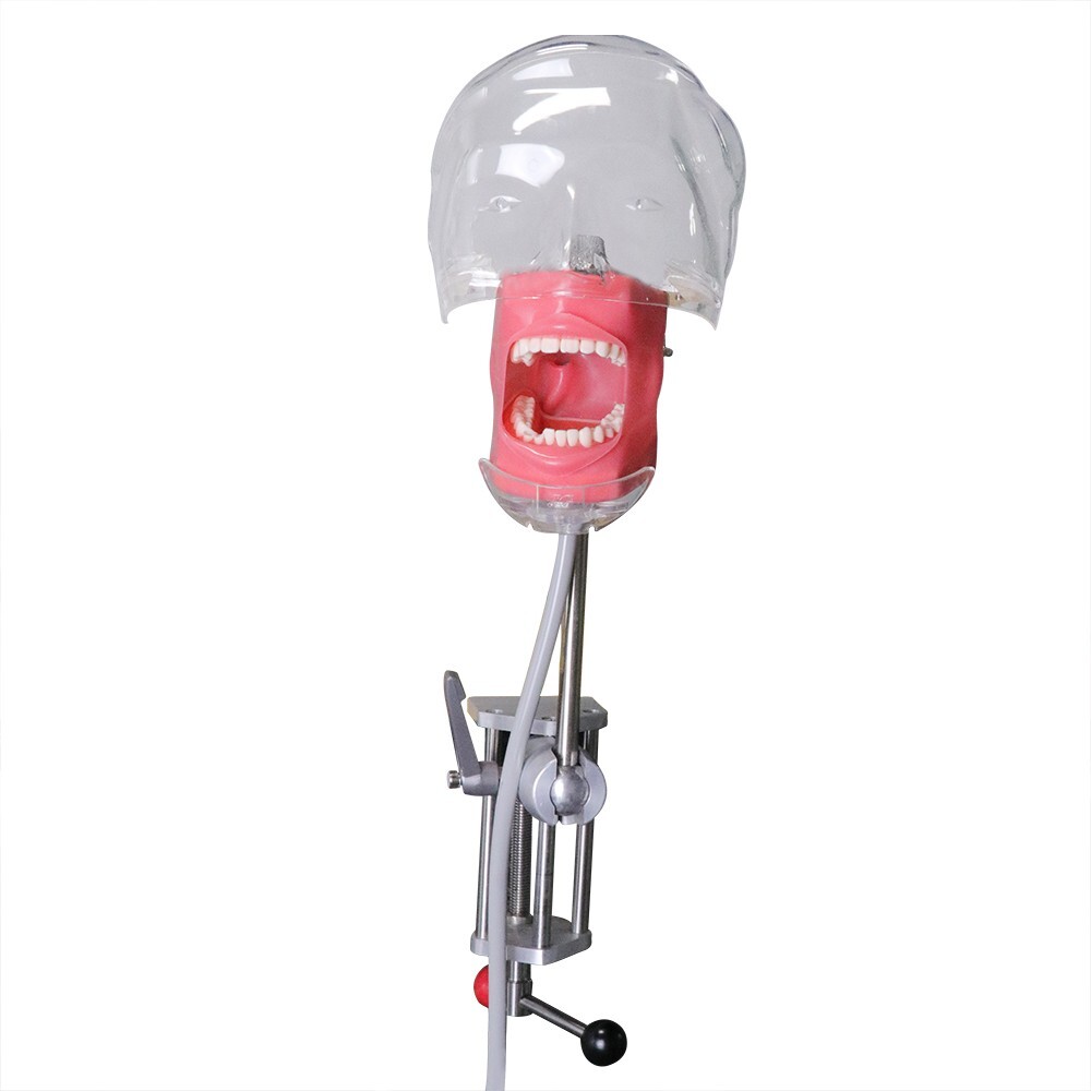 Dental Simulator Mannequin Head Teeth Model Teaching Practicing Head Mold desk