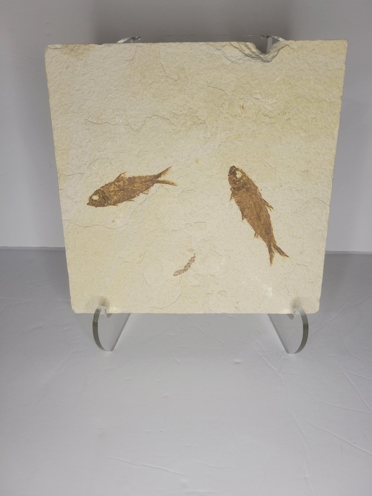 FOSSIL FISH MULTIPLE PLATE (A4)