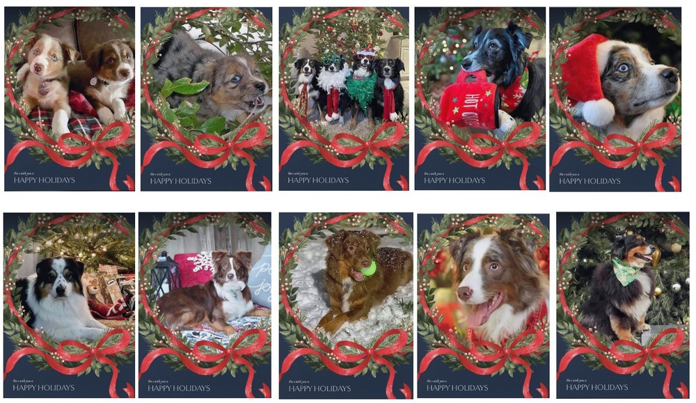 Aussie Rescue - Holiday cards