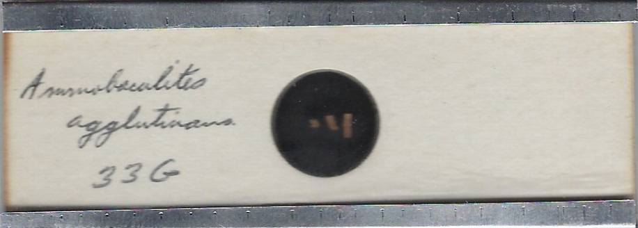 Foraminifera Ammobaculites agglutinans Microfossil Microscope Slide
