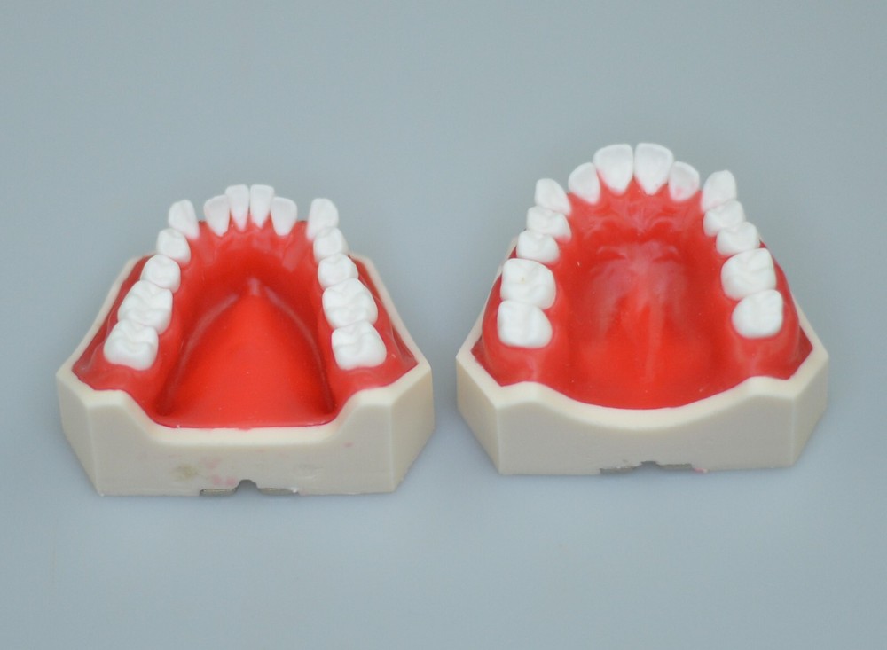 New Reusable Dental Practical Training Model/typodont/orthodontics Wax Model