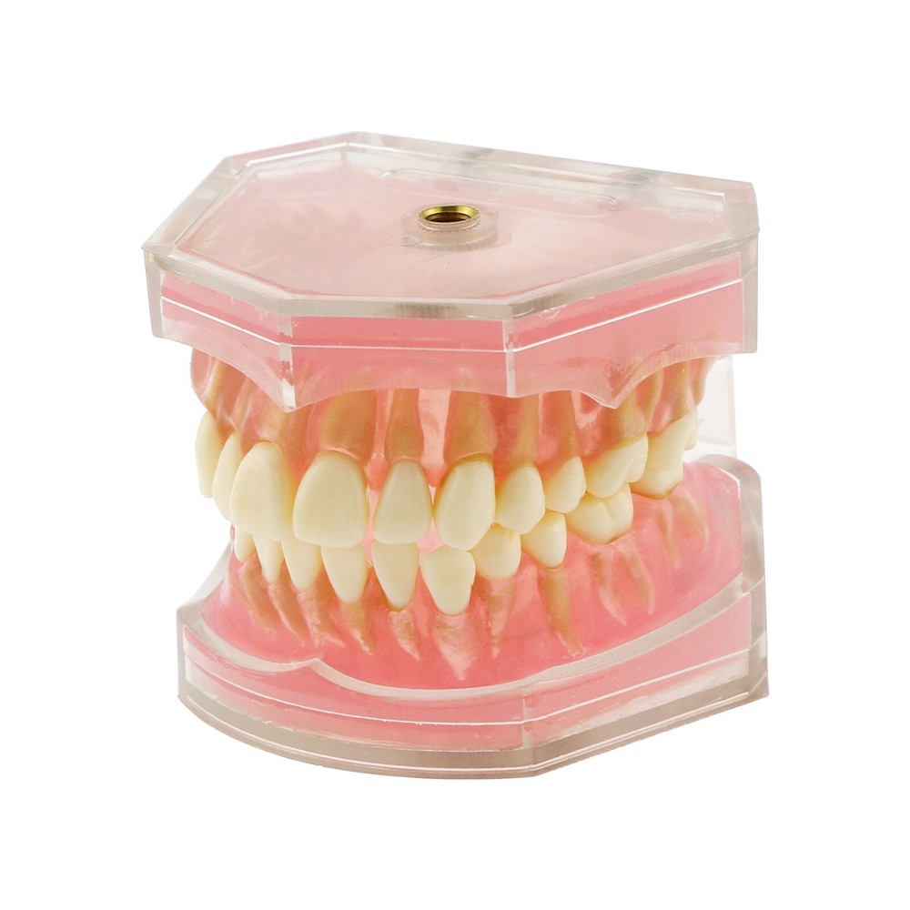 Dental Typodont Practice Removable Standard Teeth Model M7008 with Spare Teeth