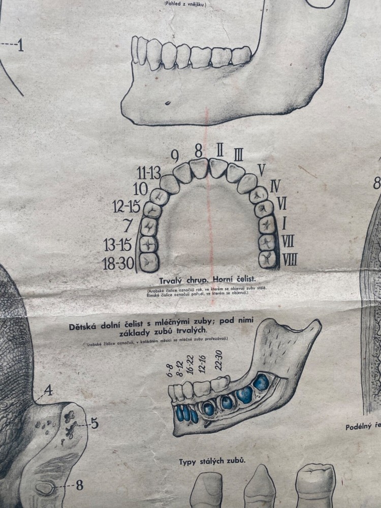 Original 1950s anatomical school chart human teeth & digestive system