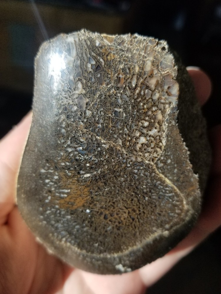 Nice Stegosaurus Vertebra Agatized Split Polished Multicolor Solid Morrison 2+Lb