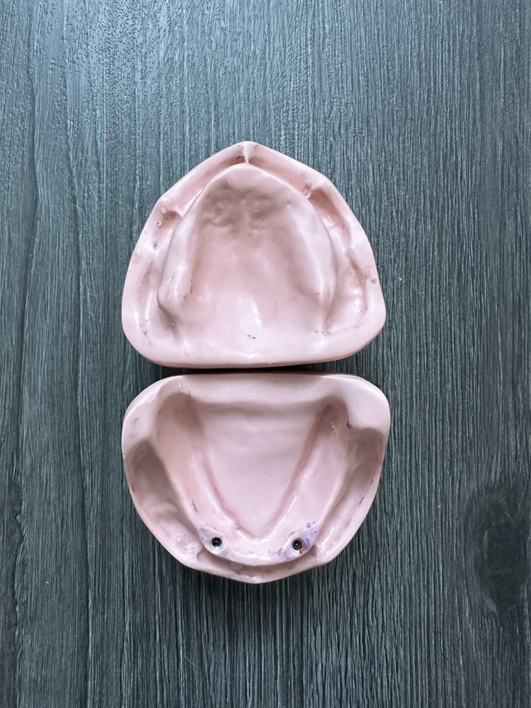 Bone models Edentulous Jaw Base Set