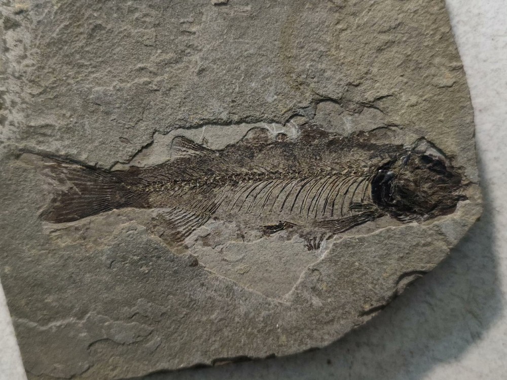 Authentic and Unique Paleontological Fishification Stone C02