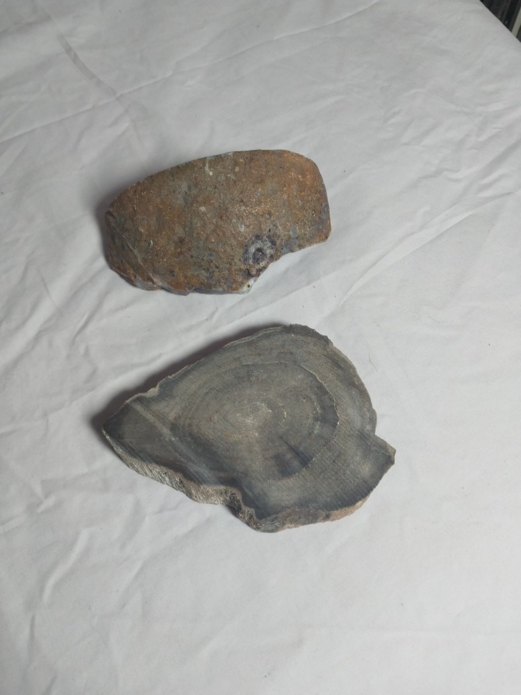 Petrified Wood, Half Geode Polished
