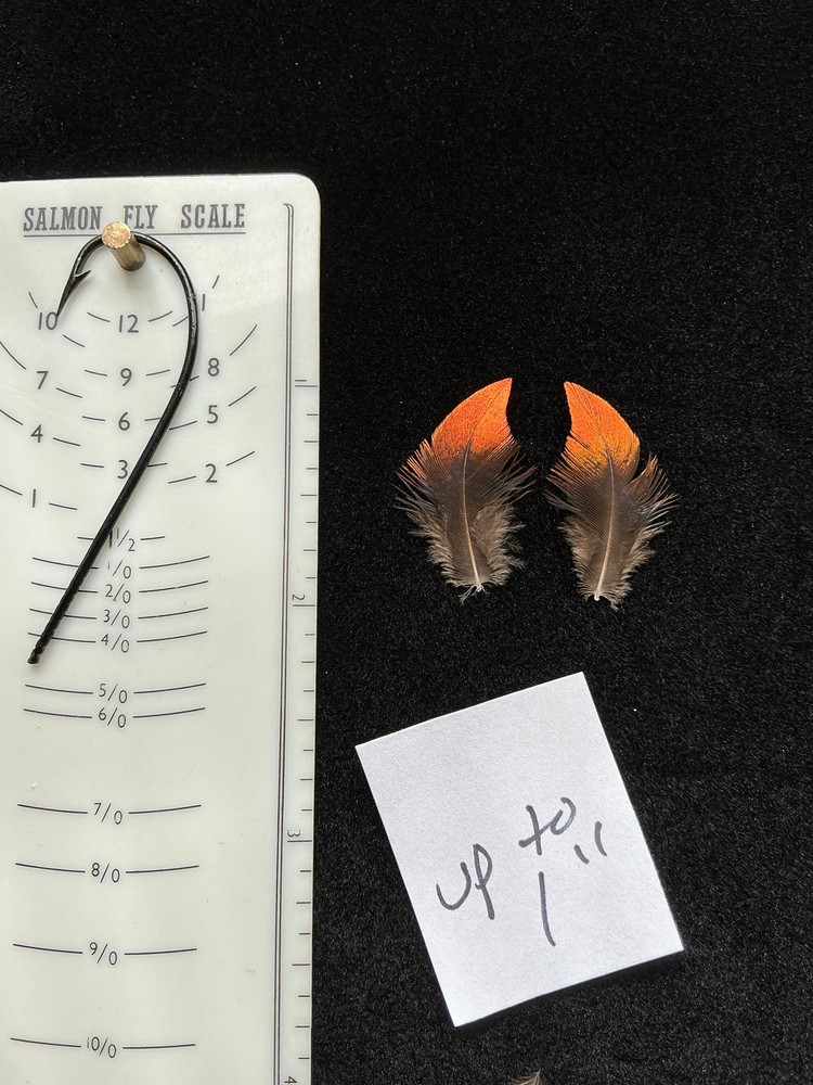 Monal Impeyan Pheasant feathers