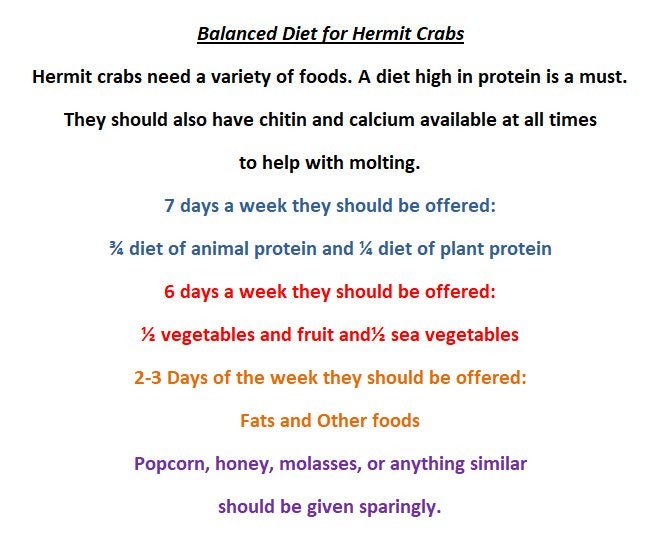 Crickets N' Eggs - Hermit Crab Food