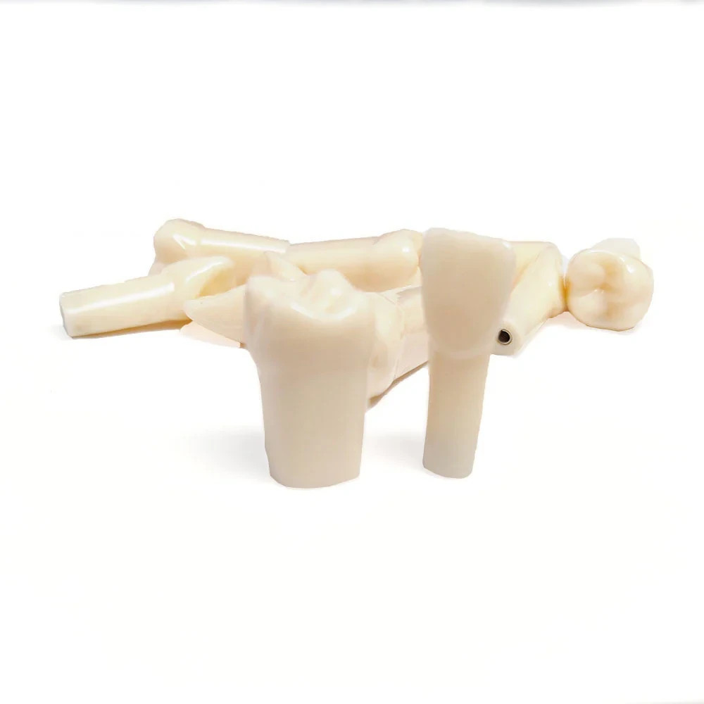 Kilgore nissin original typodont Teeth 200 Series Replacement Teeth