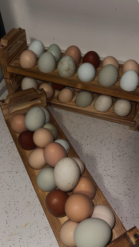 12 Assorted Hatching Eggs, EASTER EGGER, BCM, LAVENDER ORPINGTON, ETC.
