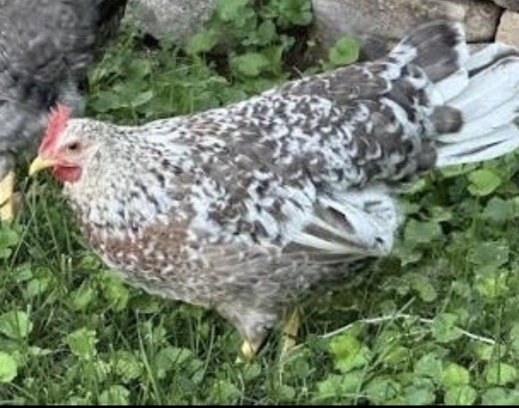 55 Flowery Hen Hatching Eggs