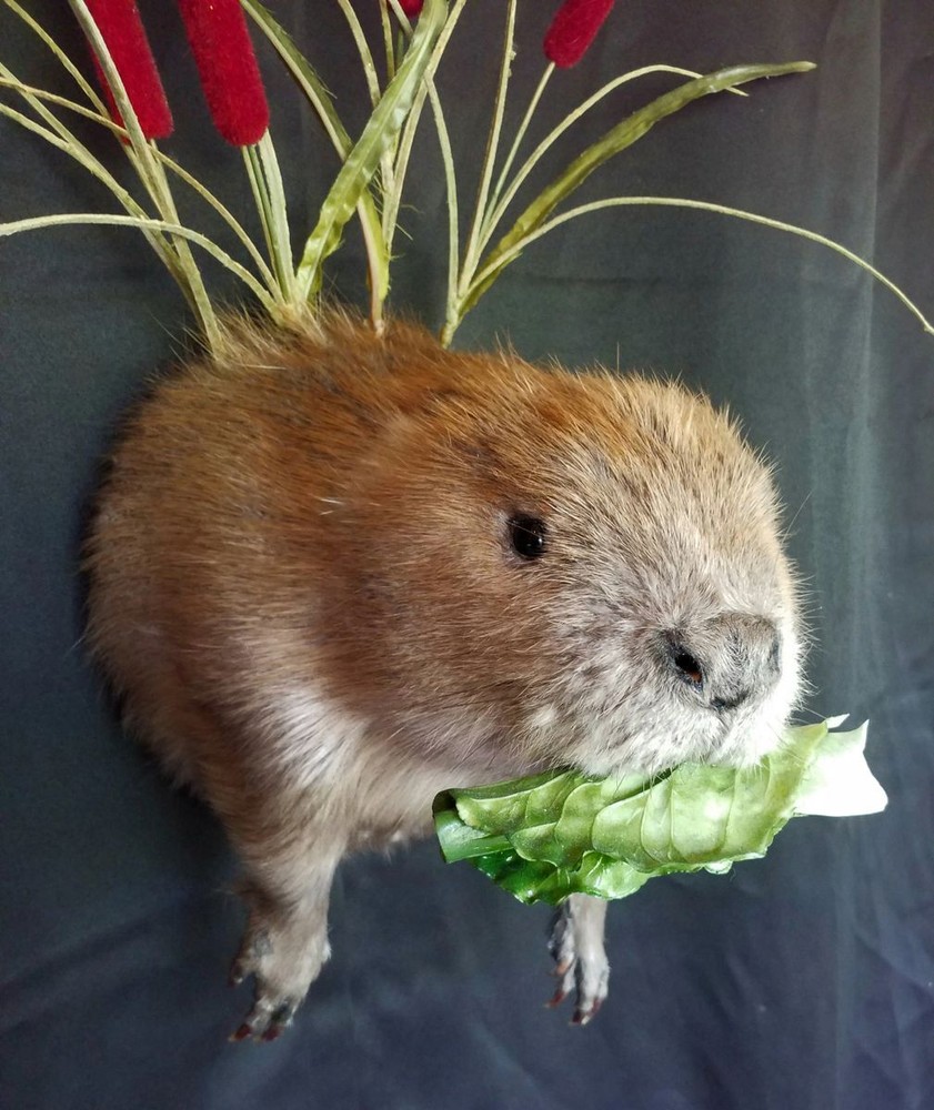 Half Beaver Wall-mount with Reed Background - NEW