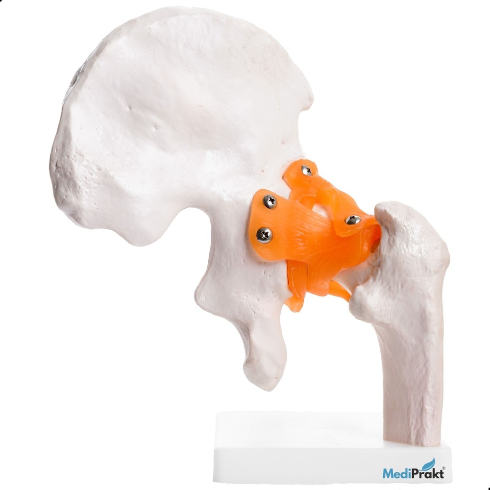 MediPrakt | JOINT MODEL COMBO - 4 | Hip Shoulder Knee Mini Spine