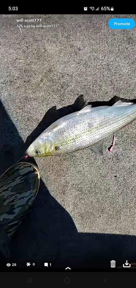 SHAD DARTS, 25 TIN, 1/16 OZ.