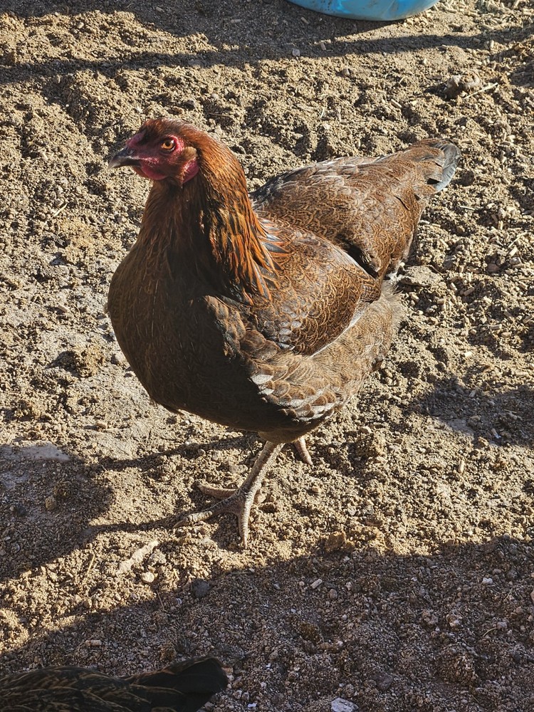 12 + Partridge Chantecler Chicken Hatching Eggs