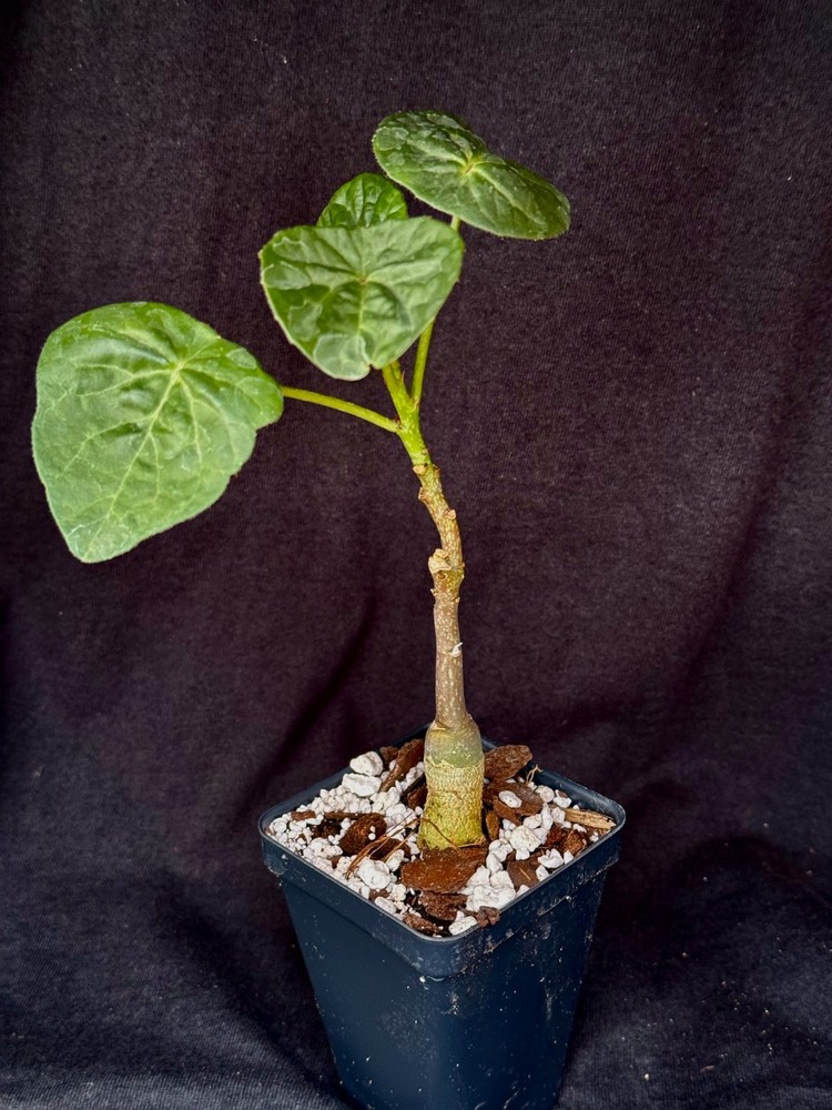 Adenia volkensii, caudiciform